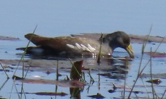 Paragallinula angulata