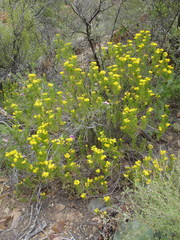 Euryops rehmannii
