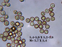 Crepidotus ehrendorferi