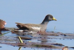 Paragallinula angulata