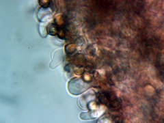 Crepidotus ehrendorferi