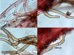 Crepidotus ehrendorferi