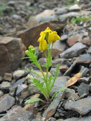 Senecio leucanthemifolius caucasicus