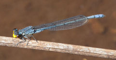 Pseudagrion citricola