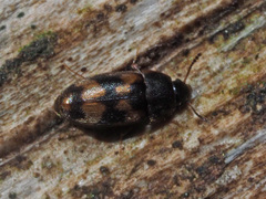 Litargus connexus