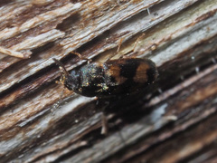 Litargus connexus