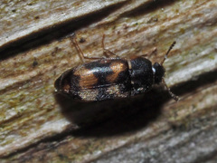 Litargus connexus