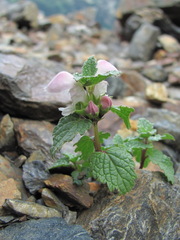 Lamium tomentosum