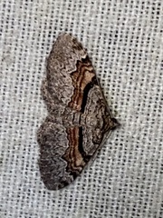 Xanthorhoe labradorensis