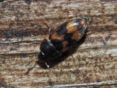 Litargus connexus