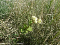 Hylotelephium maximum maximum