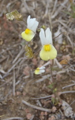 Nemesia ligulata