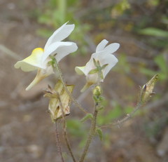 Nemesia ligulata