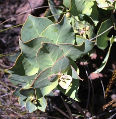 Protea amplexicaulis