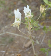 Nemesia ligulata