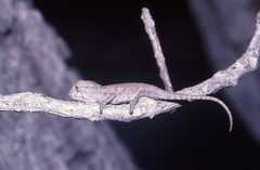Furcifer