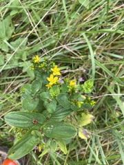 Hypericum sphaerocarpum