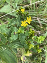 Hypericum sphaerocarpum