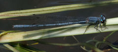 Pseudagrion spernatum natalense