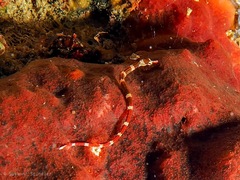 Corythoichthys amplexus