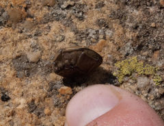 Sphaerocoris annulus