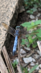 Pachydiplax longipennis