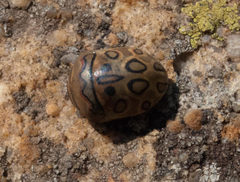 Sphaerocoris annulus