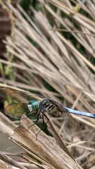 Pachydiplax longipennis