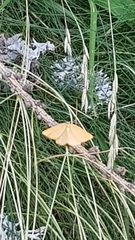 Crocota pseudotinctaria