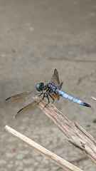 Pachydiplax longipennis