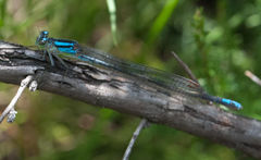 Pseudagrion spernatum natalense