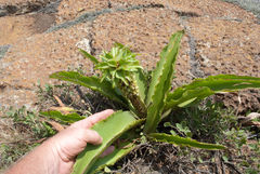 Eucomis montana