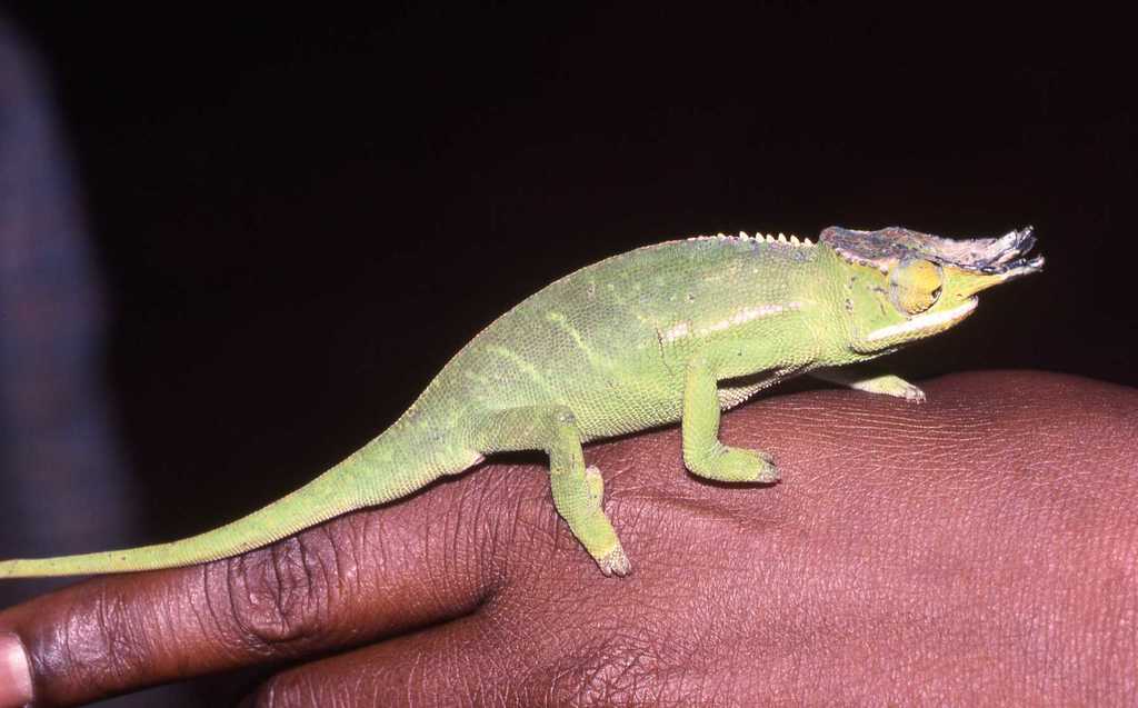 Canopy chameleon