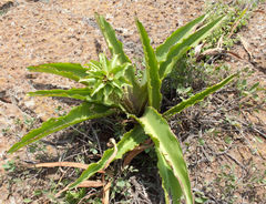 Eucomis montana