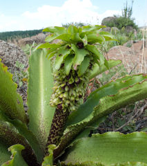 Eucomis montana