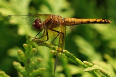 Sympetrum semicinctum
