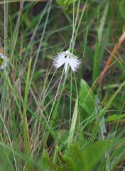 Pecteilis radiata