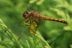 Sympetrum semicinctum