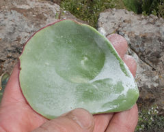 Cotyledon orbiculata oblonga