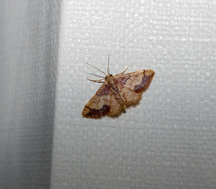 Idaea kendallaria
