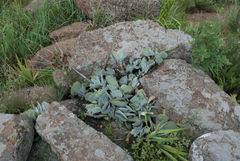 Cotyledon orbiculata oblonga
