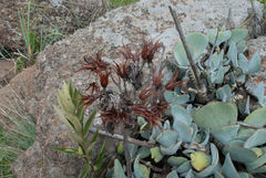 Cotyledon orbiculata oblonga