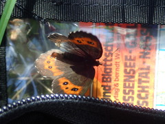 Erebia ligea
