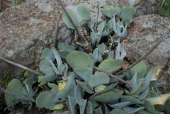 Cotyledon orbiculata oblonga
