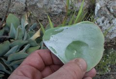Cotyledon orbiculata oblonga
