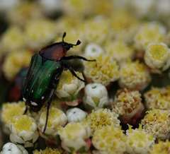 Leucocelis haemorrhoidalis