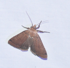 Abagrotis anchocelioides