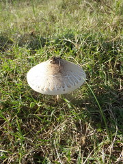 Macrolepiota zeyheri