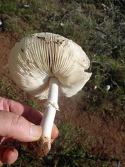 Macrolepiota zeyheri