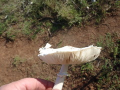 Macrolepiota zeyheri